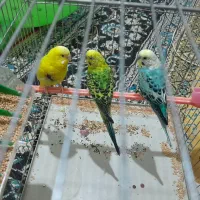 مرغ عشق|پرنده|اهواز, دغاغله|دیوار
