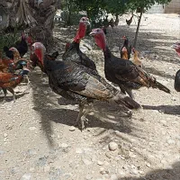 بوقلمون چاق بزرگ موجود هست