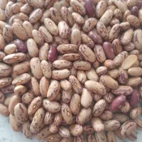 لوبیا چیتی