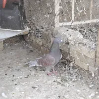 سرخ|پرنده|یزد, |دیوار