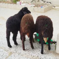افشار ماده بره ۳تا دونه ای ۱۴ میلیون