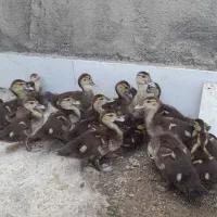 جوجه اردک خارجی۲۰روزه