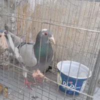 کبوتر پلاکی