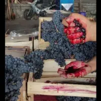 فروش انگور دیم مخصوص سردشت کردستان