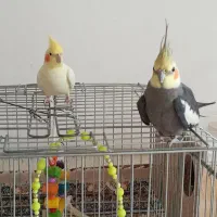 عروس هلندی سالم و سرحال