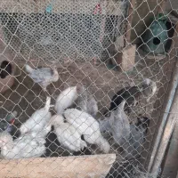 مرغ و خروس و جوجه گلین|حیوانات مزرعه|تهران, یاخجی آباد|دیوار