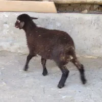 بره ماده مناسب قربانی محرم