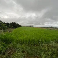 فروش زمین کشاورزی ۲۰۰۰ متری کیاکلا جاده بهنمیر|فروش زمین و ملک کلنگی|کیاکلا, |دیوار