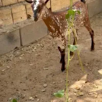 وارداتی ناب|حیوانات مزرعه|بروجن, |دیوار