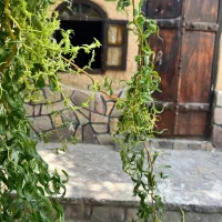 سوئیت بومگردی