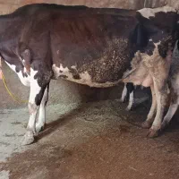 گاو