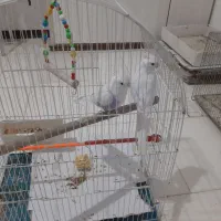 یک جفت البینو نروماده مولد اماده اماده سفید برفی|پرنده|تبریز, |دیوار