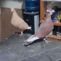 کبوتر پلنگ سرخ و زرد کرمانی