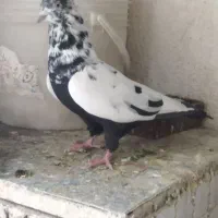 کفترکبوتر|پرنده|شیراز, مسلم|دیوار