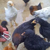 جوجه مرغ محلی و دورگه