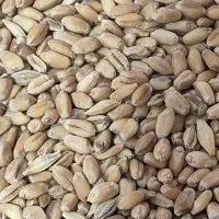 گندم|خدمات باغبانی و درختکاری|شادگان, |دیوار