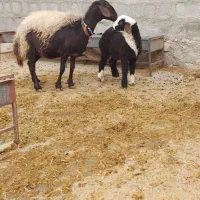 میش بره افشاری|حیوانات مزرعه|کرمانشاه, |دیوار