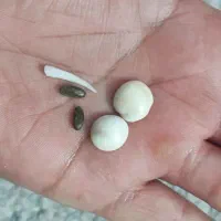 مهره مار اصل