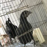 جوجه مرغ و خروس دو رگ ایام سمانی|حیوانات مزرعه|اصفهان, بیدآباد|دیوار