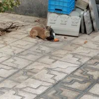 خرگوش فروشی