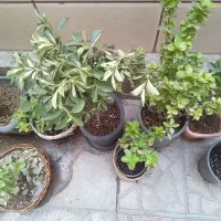 گل شمشاد