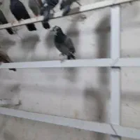 تعداد ۴۰ عدد پلاکی