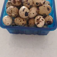 تخم مرغ بلدرچین|خوردنی و آشامیدنی|گرگان, |دیوار