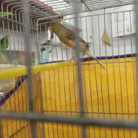 فروش ۵ عدد قناری نر مست اماده جفت|پرنده|بروجرد, |دیوار