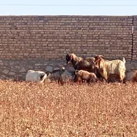 انواع نربز|حیوانات مزرعه|نیشابور, شهید جعفری|دیوار