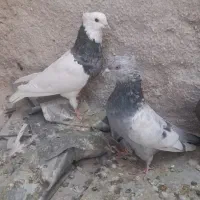 کفتر دمبی سینه  طوقی کبوتر|پرنده|مرودشت, دولت آباد|دیوار