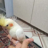 عروس هلندی بالغ|پرنده|فولادشهر, B2|دیوار