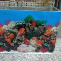 اکواریوم