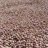 لوبیا چیتی|خوردنی و آشامیدنی|ویلکیج, |دیوار