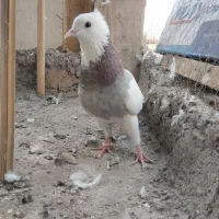 طوق سور نر معاوضه با پلاکی یا گوک