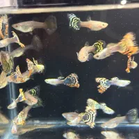 ماهی گوپی نژاد دار