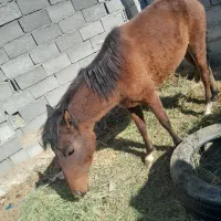 مادیان دوساله