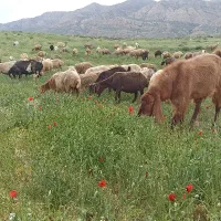 نربز|حیوانات مزرعه|بجنورد, |دیوار