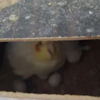 جفت مولد با تخم|پرنده|بندر ماهشهر, |دیوار