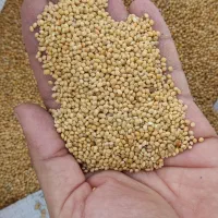 فروش ارزن با کیفیت ایرانی و خارجی