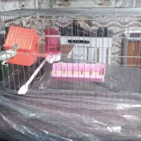 یک جفت فنچ با قفس