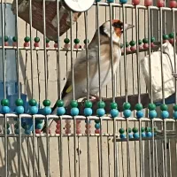 سهره نر دهن دار جوجه سال