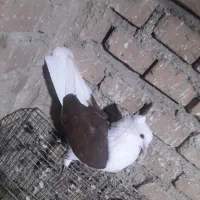 کبوتر  ابلاغ|پرنده|مرند, |دیوار