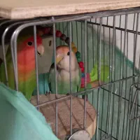 دو طوطی برزیلی|پرنده|فردیس, شهرک شهید حسینی|دیوار