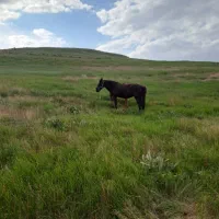 اسب|اسب و تجهیزات اسبسواری|شیروان (خراسان), |دیوار