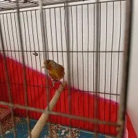 سهره قناری نر بخون|پرنده|کرمان, |دیوار