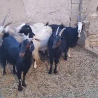 بز جوان ودرشت|حیوانات مزرعه|تهران, افسریه جنوبی|دیوار