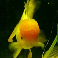 ماهی گلدفیش ردکپ و لجن خوار