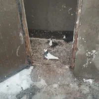 کفتر|پرنده|مشهد, طرق|دیوار