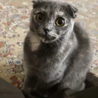 گربه اسکاتیش