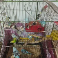 مرغ عشق و عروس هلندی|پرنده|خمینیشهر, |دیوار